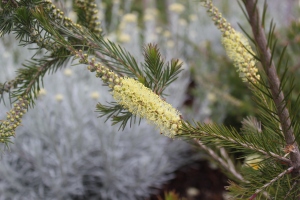 Callistemon pityoides 'Excellent' is just that a subtle flower color and wonderful textural plant. 